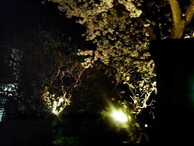 お花見　桜ライトアップイメージ